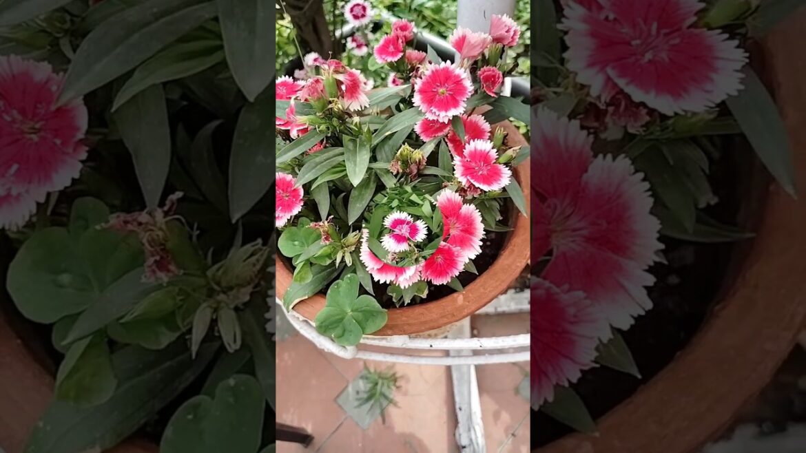 🌱 Variety of Dianthus flowers 🌸🌼💮#youtube #dianthus #plants #gardening #ytshorts