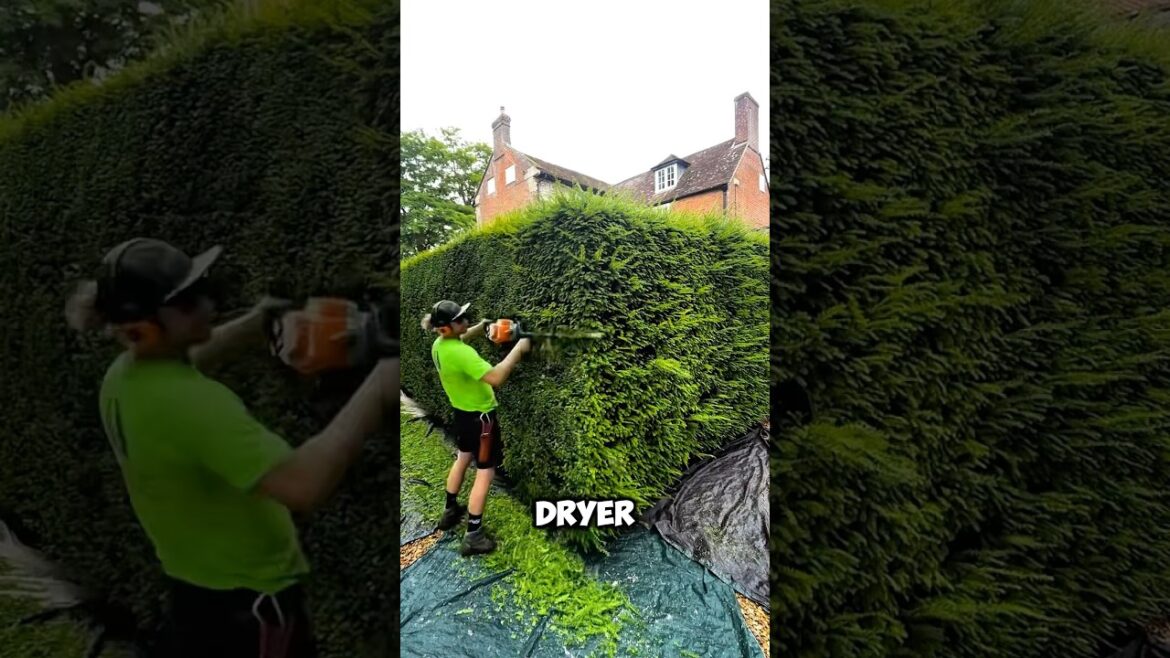 Clean Garden Vibes | Part 1#satisfying #asmr #garden #cleaning #satisfyingvideo Clean Garden Vibes | Part 1#satisfying #asmr #garden #cleaning #satisfyingvideo