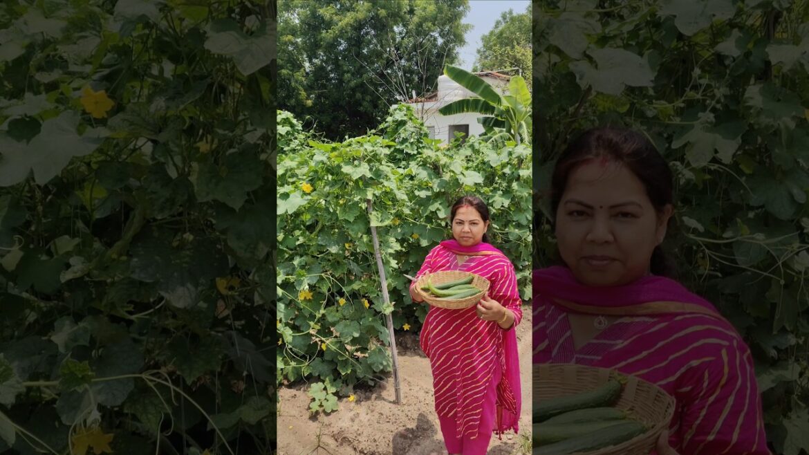 Vegetable garden 🏡| Organic Farming in India #vegetables #farming #organic #farm #nature