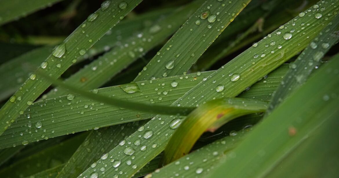 Gardening in the rain is a bummer, but pollinating insects may need your help