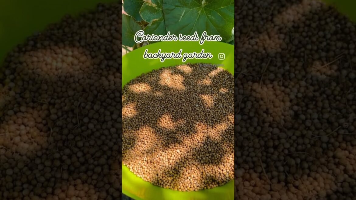 Coriander powder made from backyard garden Coriander powder made from backyard garden