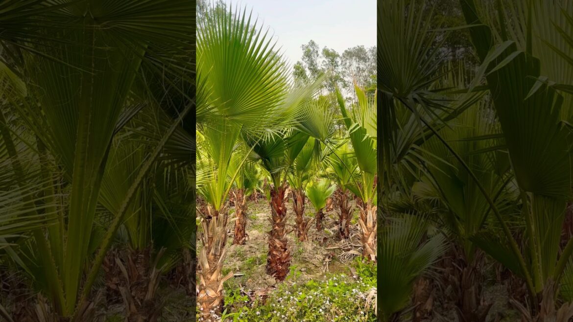 Washingtonia  all size available 📍@WorldPlantation.nursery #nursery #supply #subscribe