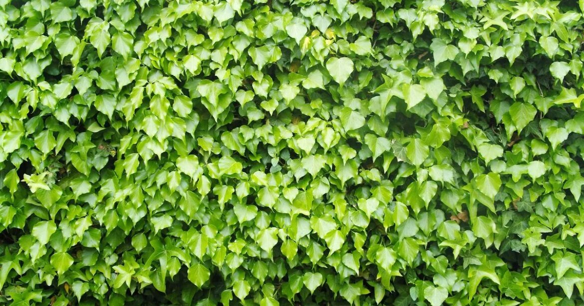 Gardener’s three easy ways to kill ivy in your garden for good Ipso logo
