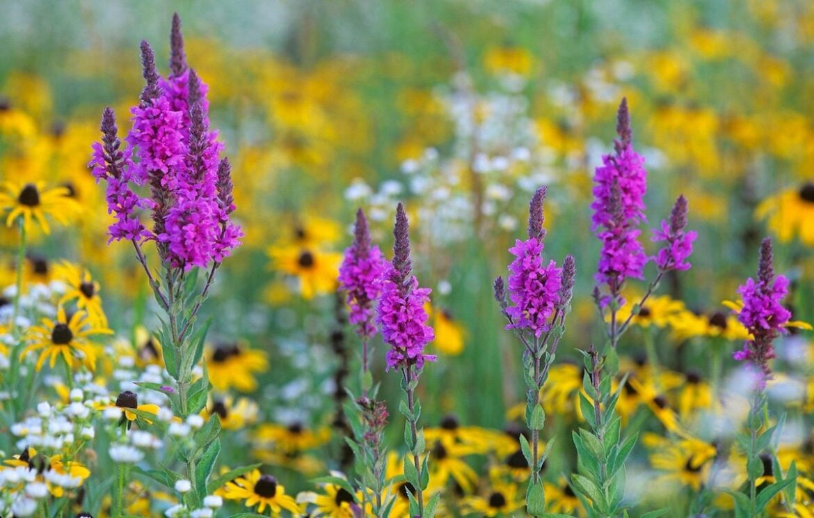 Keep Invasive Purple Loosestrife Plants Out of Your Garden Purple Loosestrife