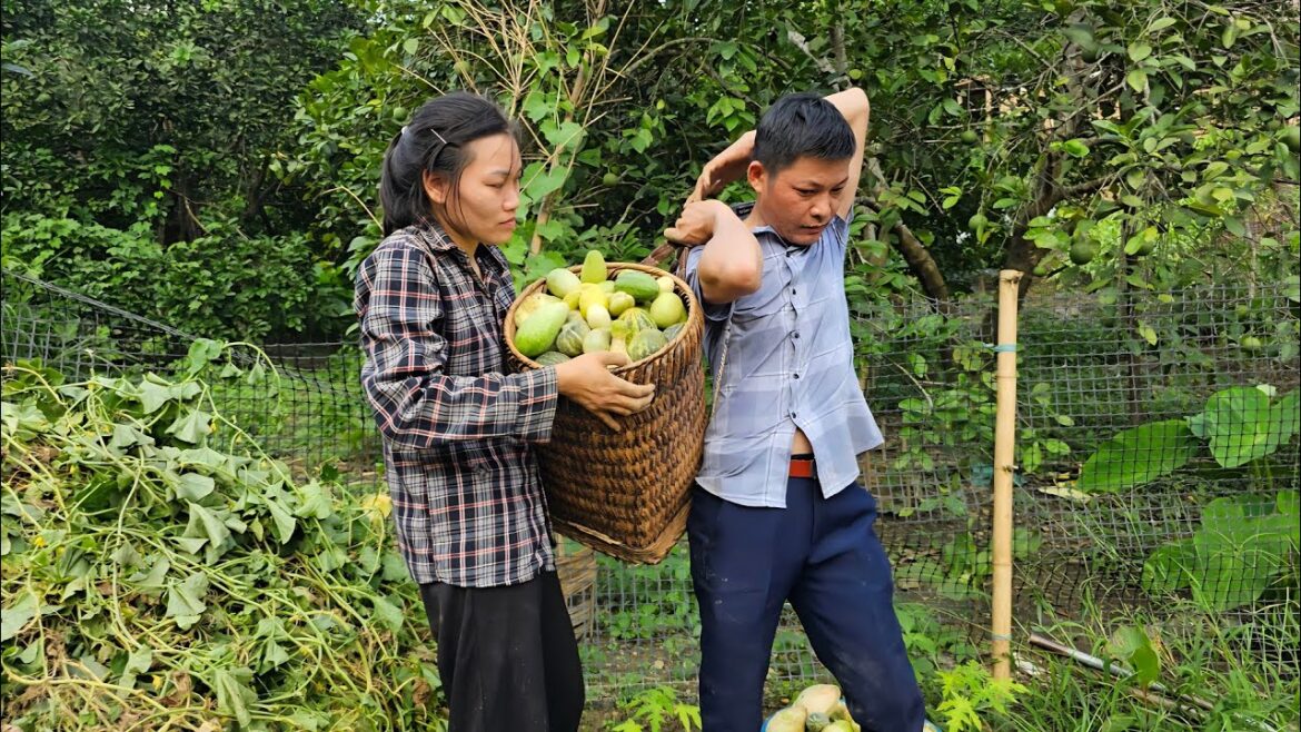 Ly Vy Ca cleans the melon garden to prepare for the new crop. Ly Vy Ca Ly Vy Ca cleans the melon garden to prepare for the new crop. Ly Vy Ca