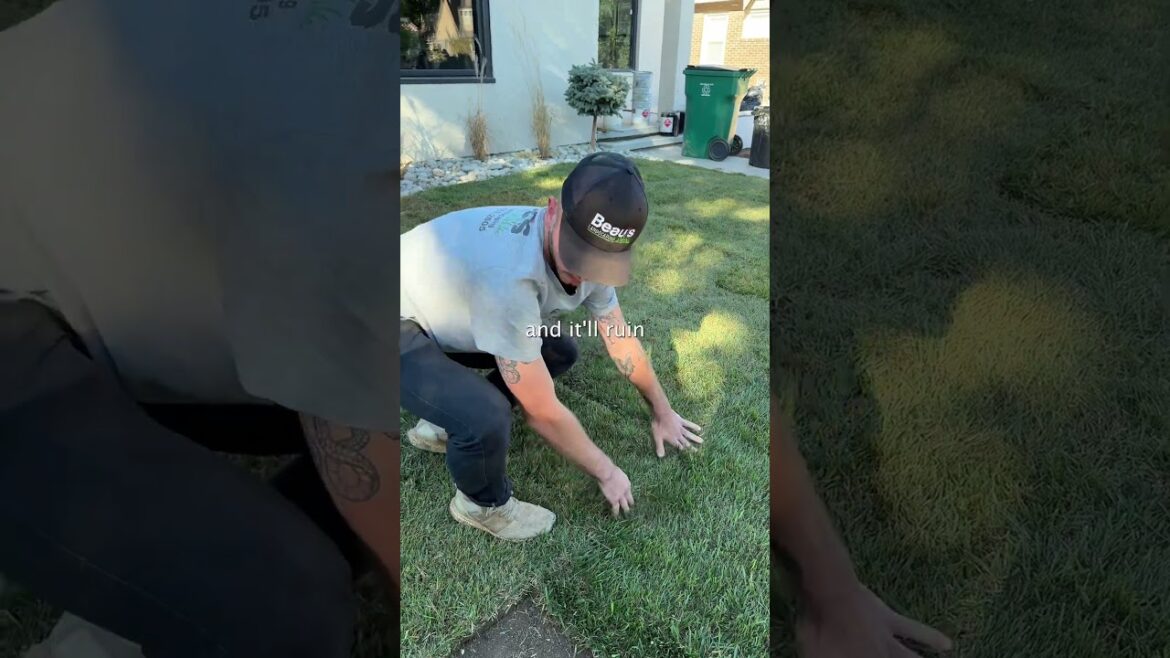Secret sauce to laying sod #sod #artificialturf #landscaping #fescue #oklahoma Secret sauce to laying sod #sod #artificialturf #landscaping #fescue #oklahoma