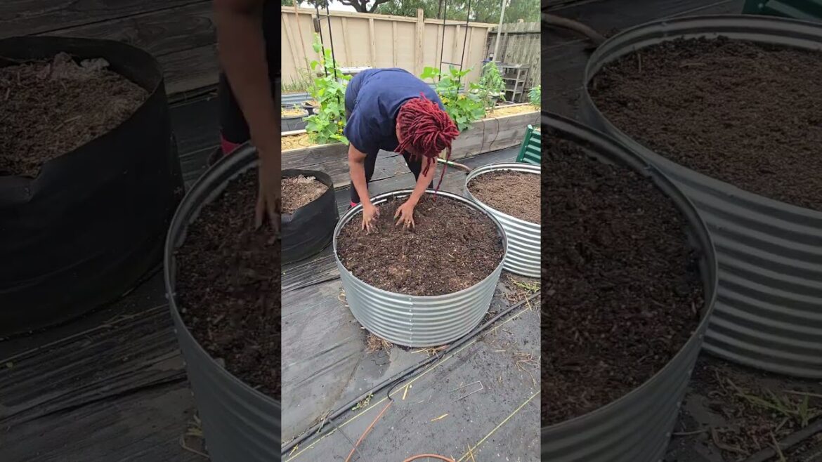 new raised garden beds. #gardening #raisedbedgarden #containergardening new raised garden beds. #gardening #raisedbedgarden #containergardening