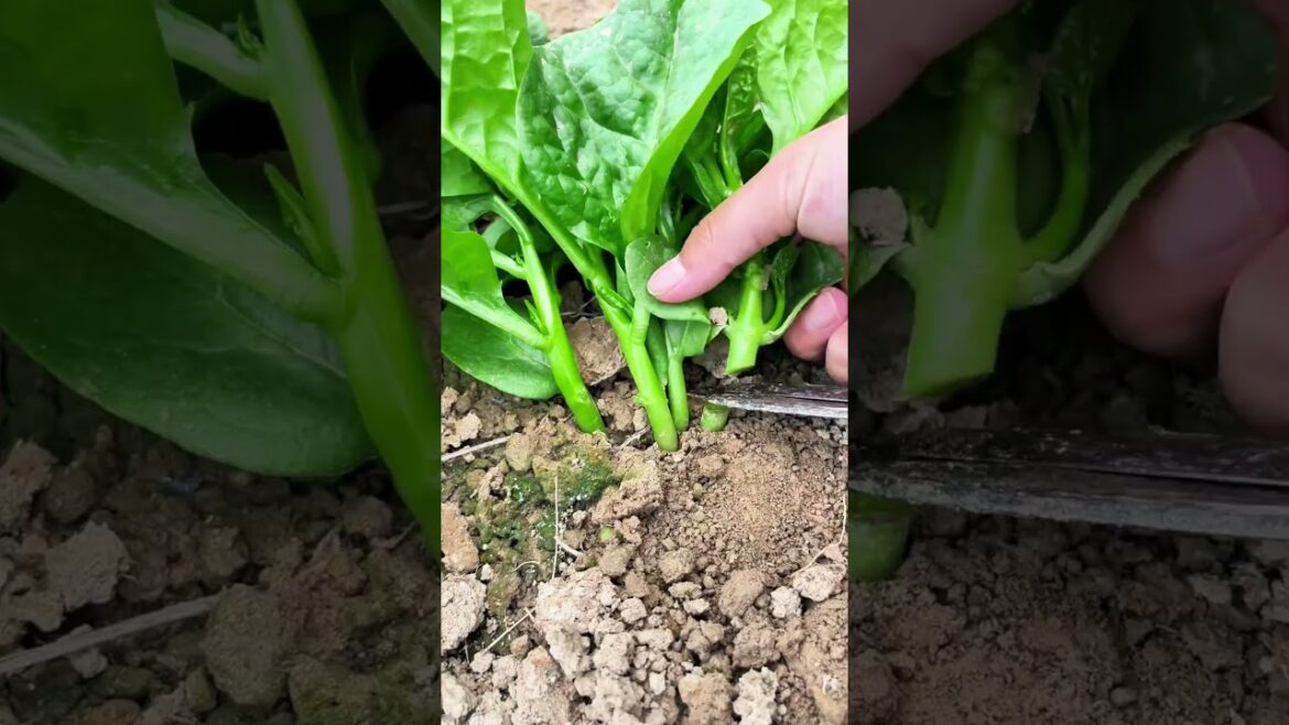 Planting Fungus: A green miracle that can grow wildly even after being cut! Planting Fungus: A green miracle that can grow wildly even after being cut!
