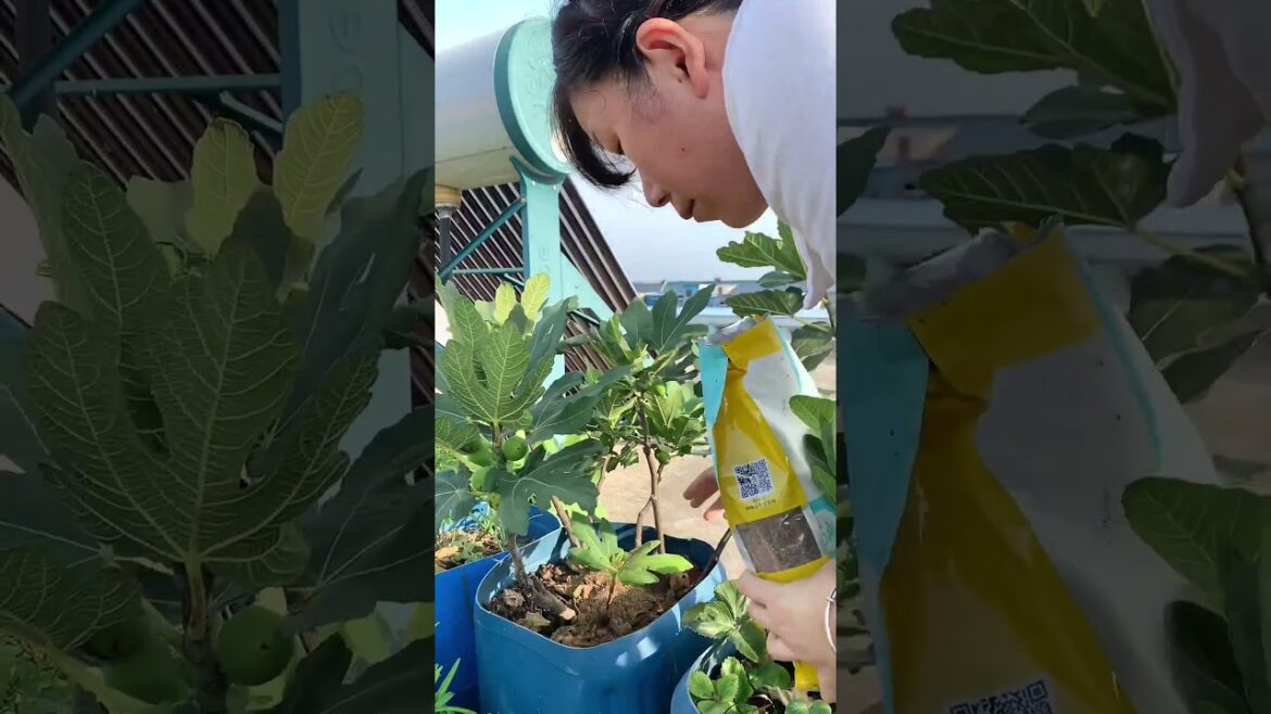 It's time to fertilize fruit trees in autumn. This mid-century Inner Mongolian air-dried pure sheep.