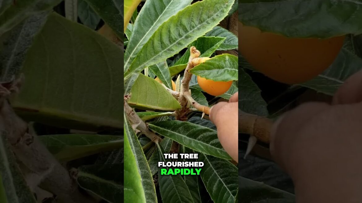 California Gardening: Growing Loquats: From Container to Ground β A Sweet Success Story! π³π Growing Loquats: From Container to Ground β A Sweet Success Story! π³π