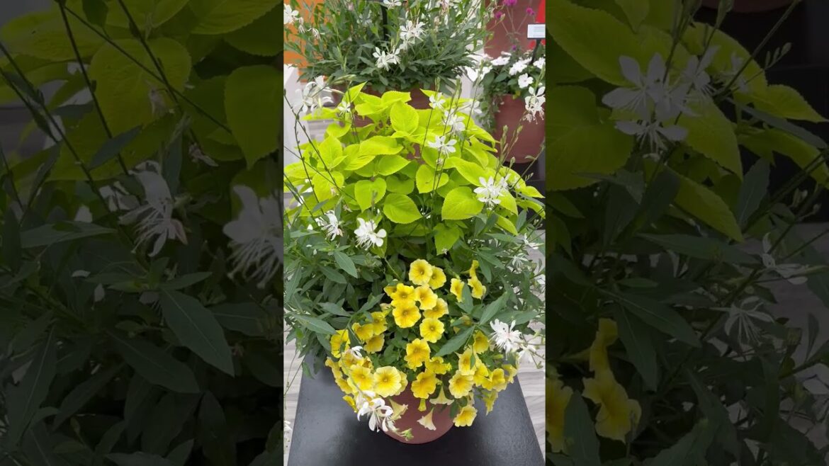 All-America Selections Flowers & Vegetables: AAS Winner Sparkle White Gaura – the perfect addition to sunny containers AAS Winner Sparkle White Gaura - the perfect addition to sunny containers