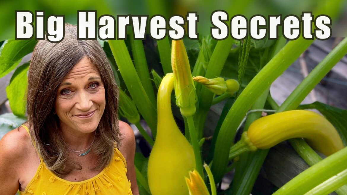 5 Squash Secrets to Do NOW in June for the Biggest Summer Harvests