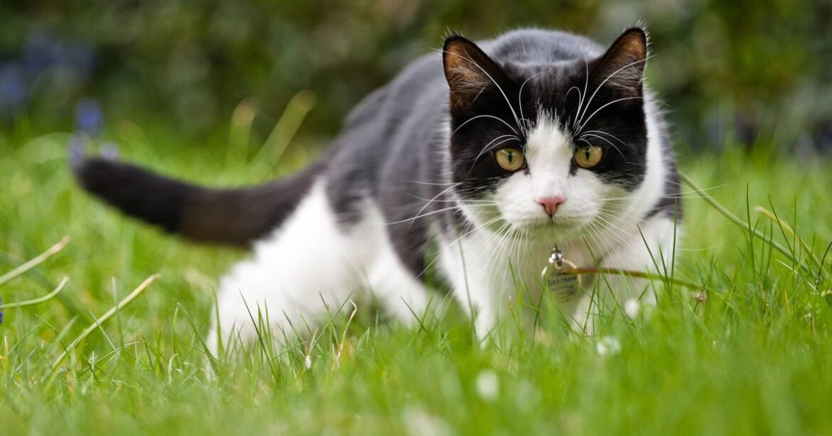 ‘Genius’ gadget hailed for preventing neighbour’s cats from ruining your garden Ipso logo