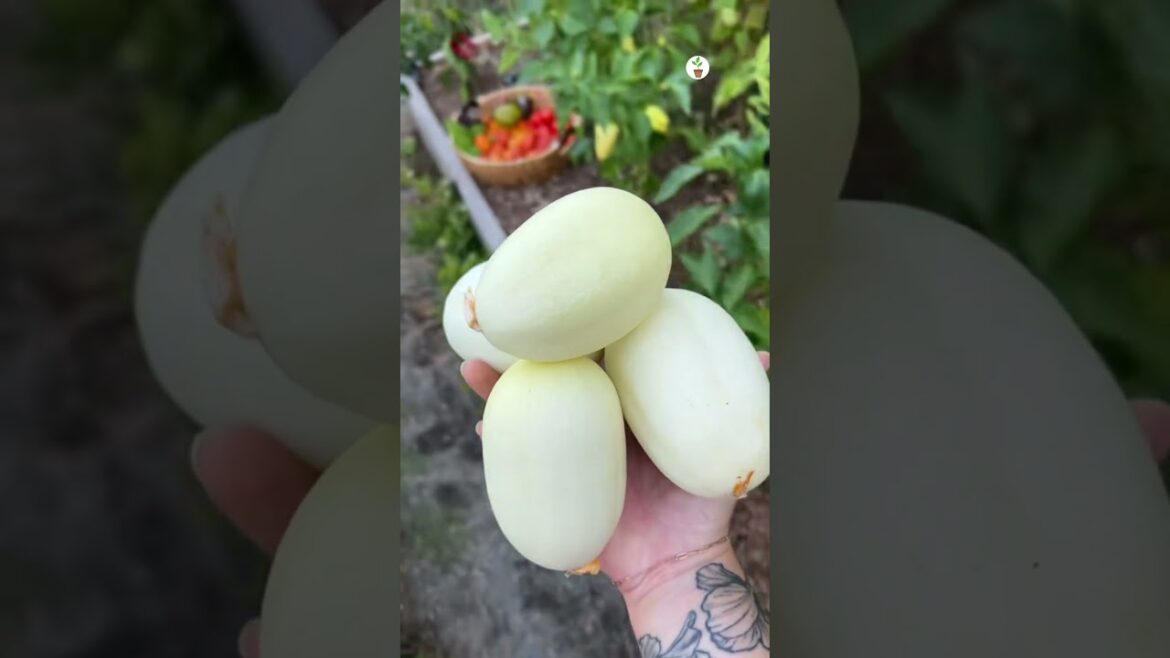 Harvesting time  #gardenigtip #gardeningadvice #fypviral #gardening #gardeningideas #gardendelight