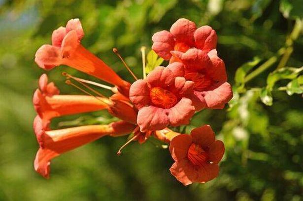 Close up of trumpet vines 