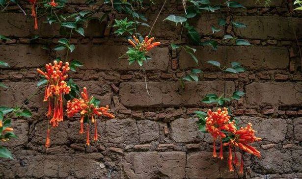 Orange Trumpet Creeper 