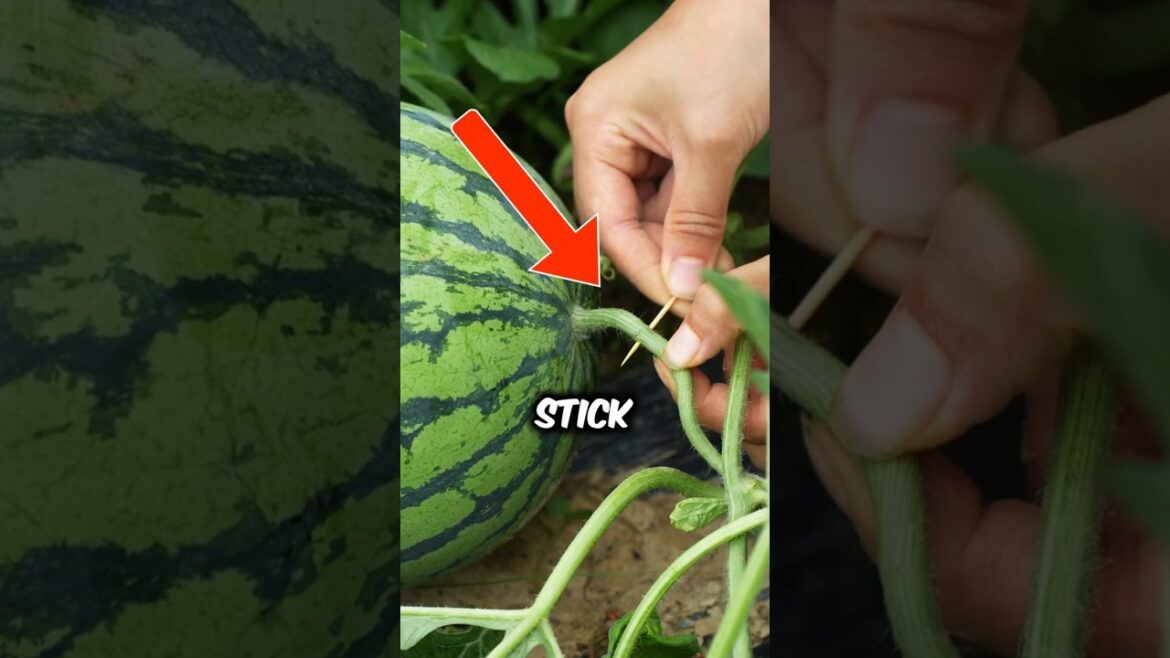 Why Farmers Toothpick Watermelons! ๐ค๐ฏ๐ Why Farmers Toothpick Watermelons! ๐ค๐ฏ๐