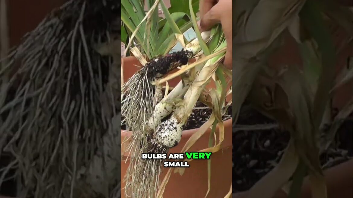 Harvest Garlic Too Early? Don’t Make This Costly Mistake! 🧄