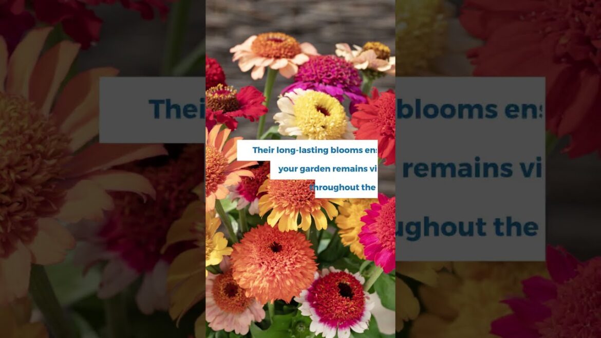 All-America Selections Flowers & Vegetables: Zinnia Crestar Mix: Attract Butterflies with These Easy-to-Grow Blooms #zinnia #annuals #garden Zinnia Crestar Mix: Attract Butterflies with These Easy-to-Grow Blooms #zinnia #annuals #garden