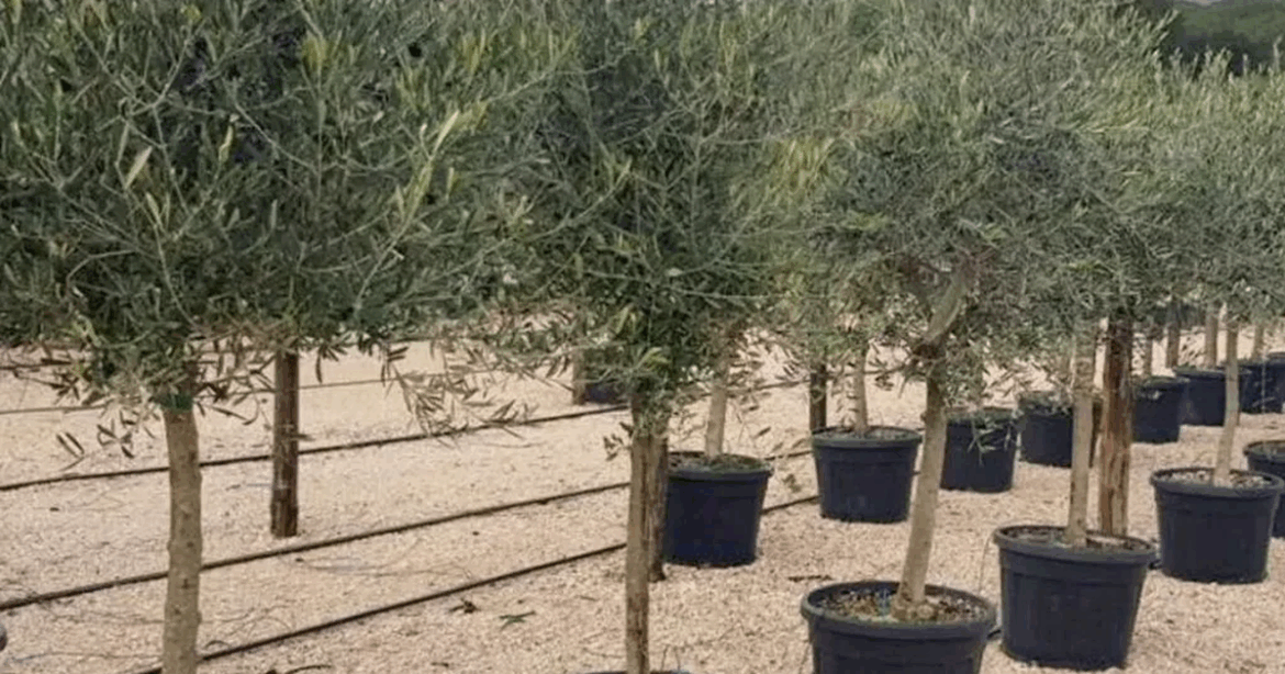 Gardeners save £250 on ‘giant’ Tuscan olive tree that transforms any patio into Mediterranean paradise Ipso logo