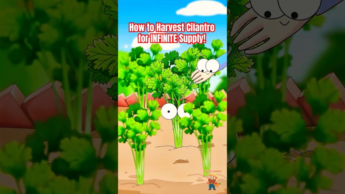 How to Harvest Cilantro for INFINITE Supply! #cilantro #animation How to Harvest Cilantro for INFINITE Supply! #cilantro #animation