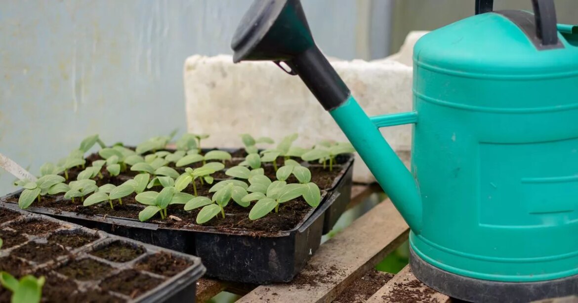 Gardening expert shares planting guide for second half of June to get autumn harvest Ipso logo