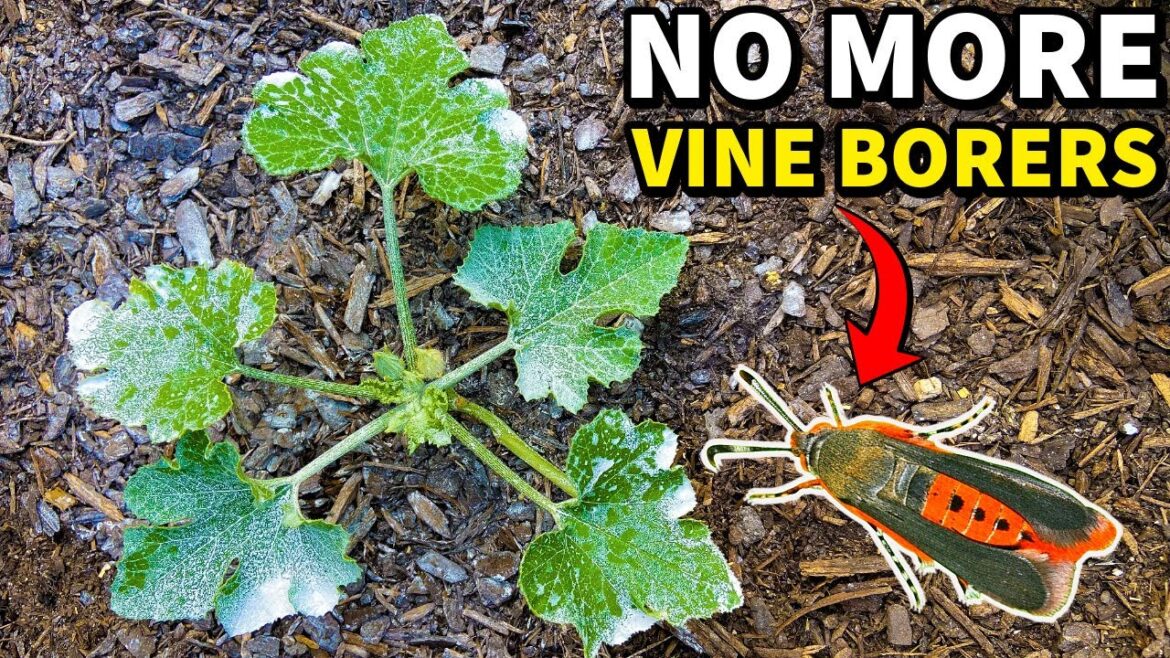 The ULTIMATE GUIDE To Stop Squash Vine Borers That ACTUALLY Works!