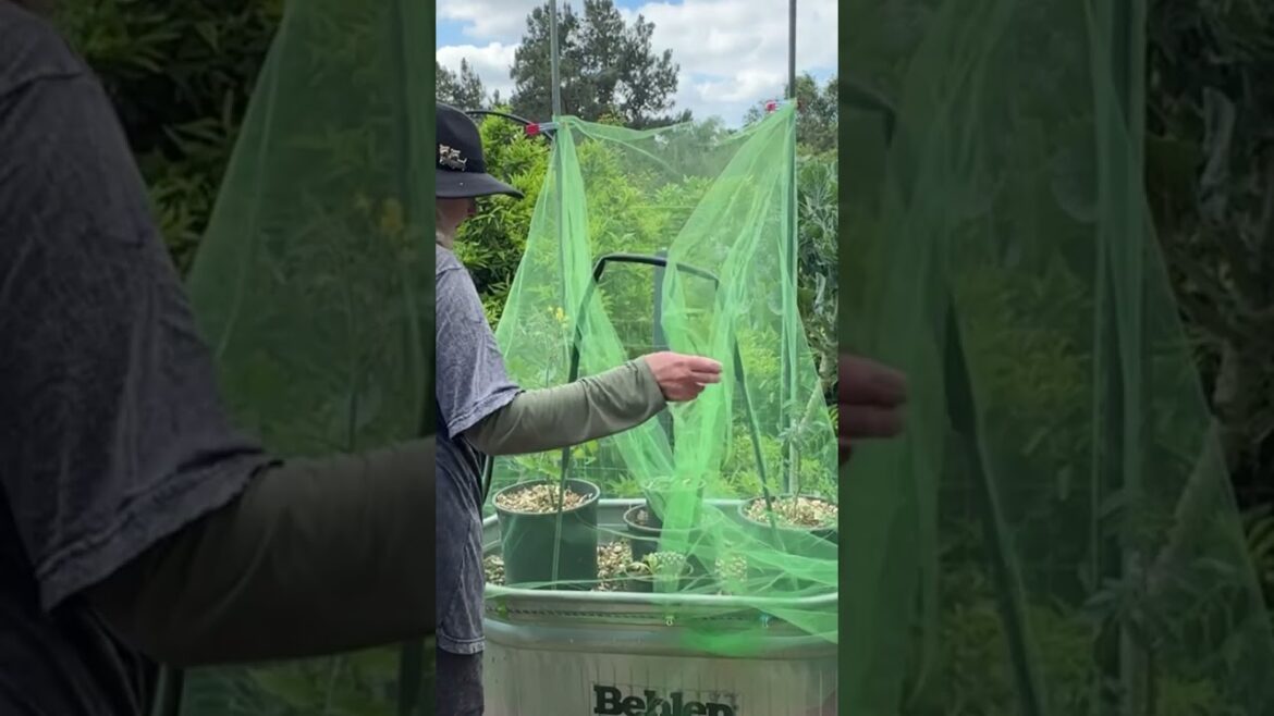 Garden Tricks* Grow Lots of Tomatoes EASY in Container Gardening Tomato Plant in Pots in Raised Bed Garden Tricks* Grow Lots of Tomatoes EASY in Container Gardening Tomato Plant in Pots in Raised Bed