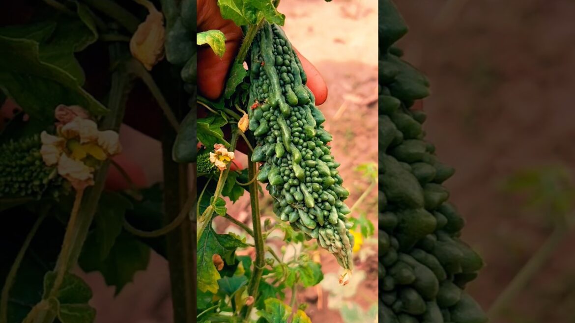 vegetable gardening #greenlife #sorts #youtubeshorts #gardening #homegardening #green vegetable gardening #greenlife #sorts #youtubeshorts #gardening #homegardening #green