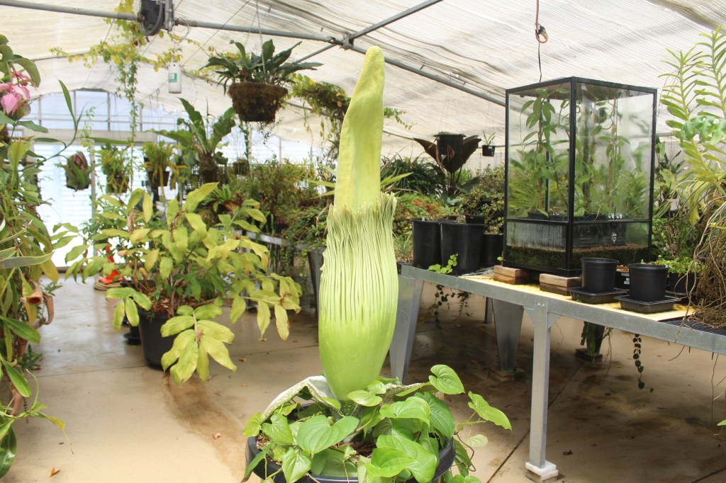 Smelly corpse flower named ‘Phil’ is getting ready to bloom at CSULB – Press Telegram Smelly corpse flower named ‘Phil’ is getting ready to bloom at CSULB – Press Telegram