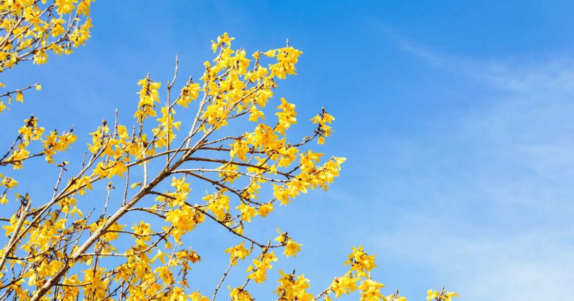 UK households told to prune 4 plants immediately but only after common sign Ipso logo