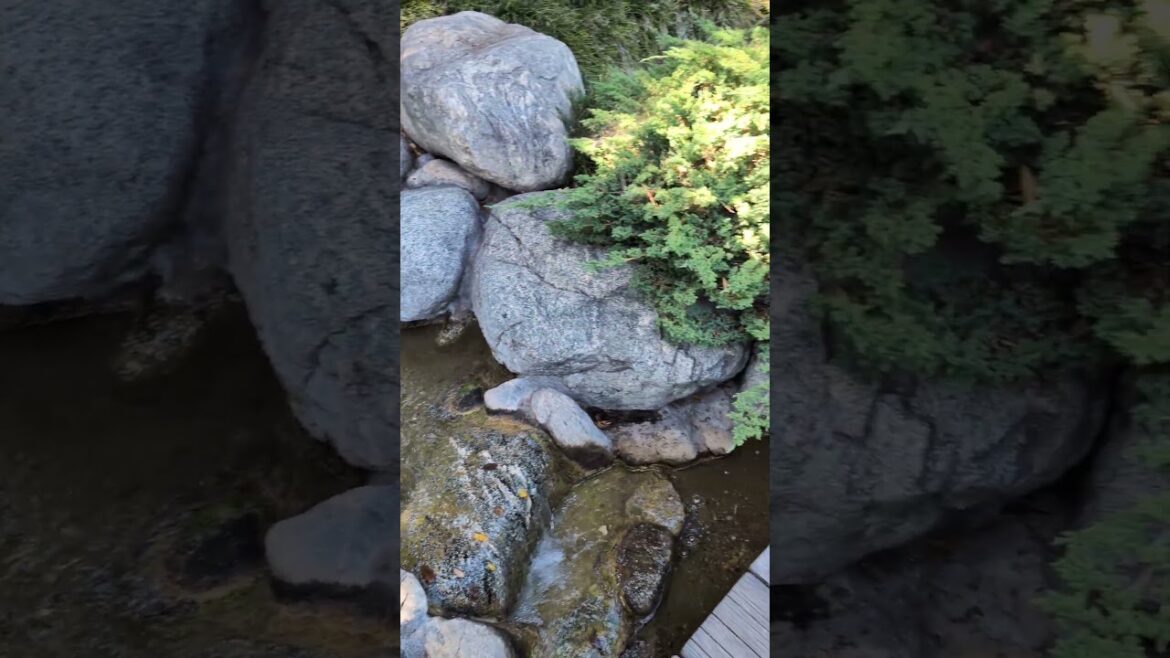 The Huntington Library | Japanese Bonsai Garden