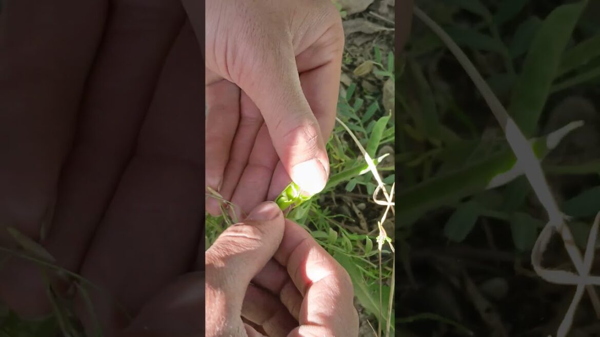 Unbelievable! Are These Village Plants Really Edible? πΏπ² "Unbelievable! Are These Village Plants Really Edible? πΏπ²"