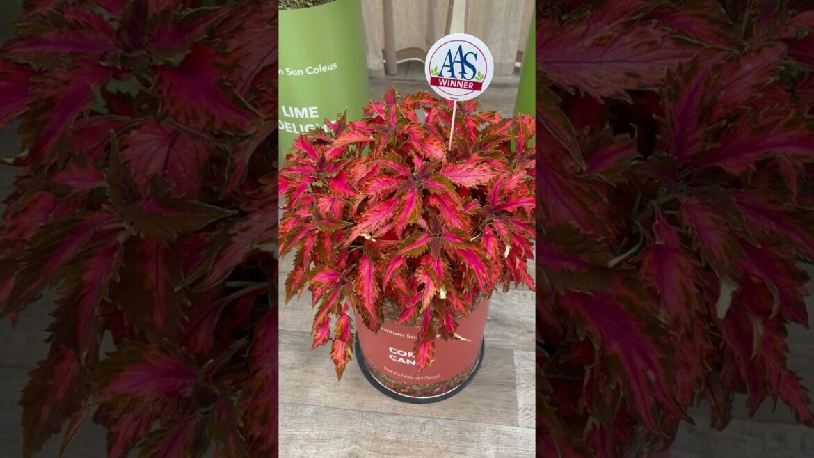 All-America Selections Flowers & Vegetables: Make a Statement: AAS Award-Winning Sun Coral Candy Coleus Make a Statement: AAS Award-Winning Sun Coral Candy Coleus