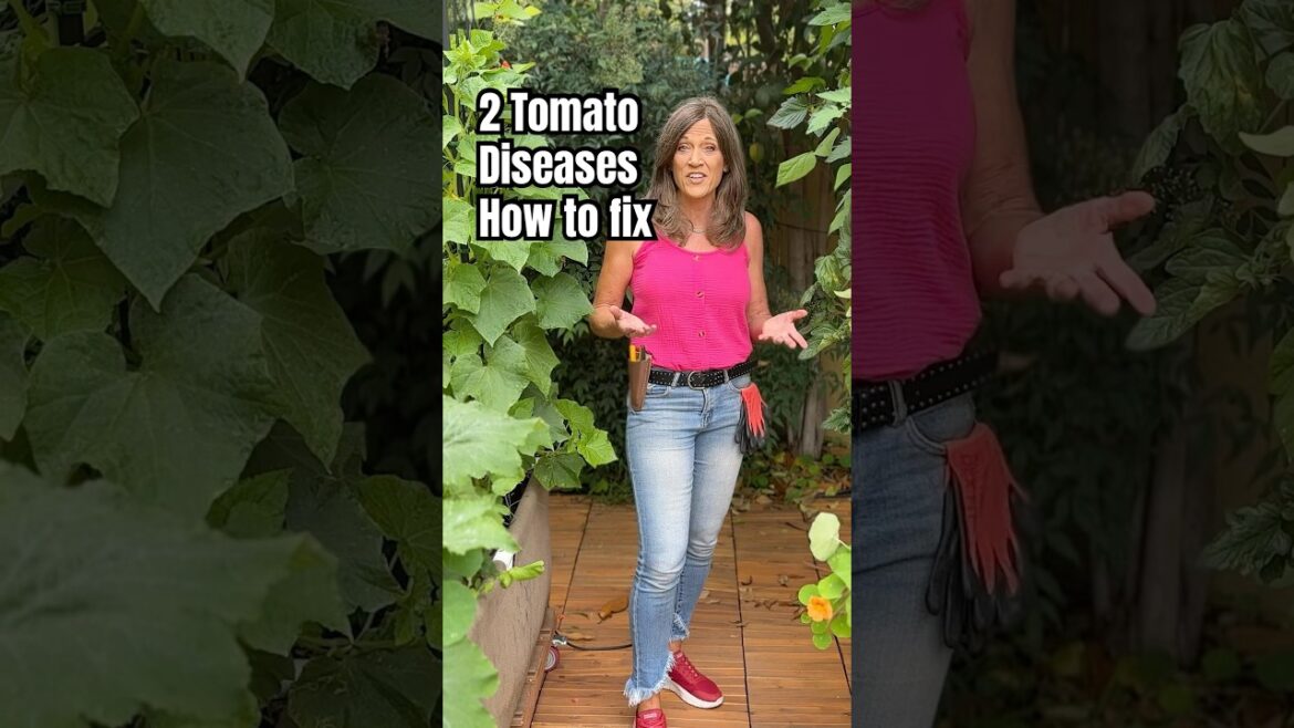 2 Common Tomato Diseases & How to Fix