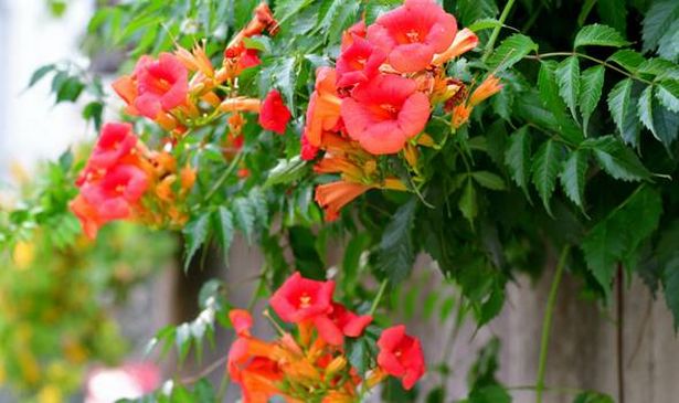 orange trumpet vine