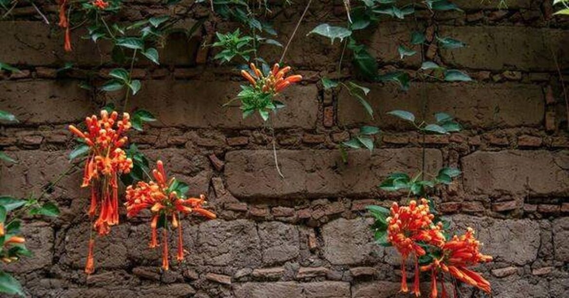 Gardeners told to cover fence with this beautiful fast growing climbing plant Ipso logo