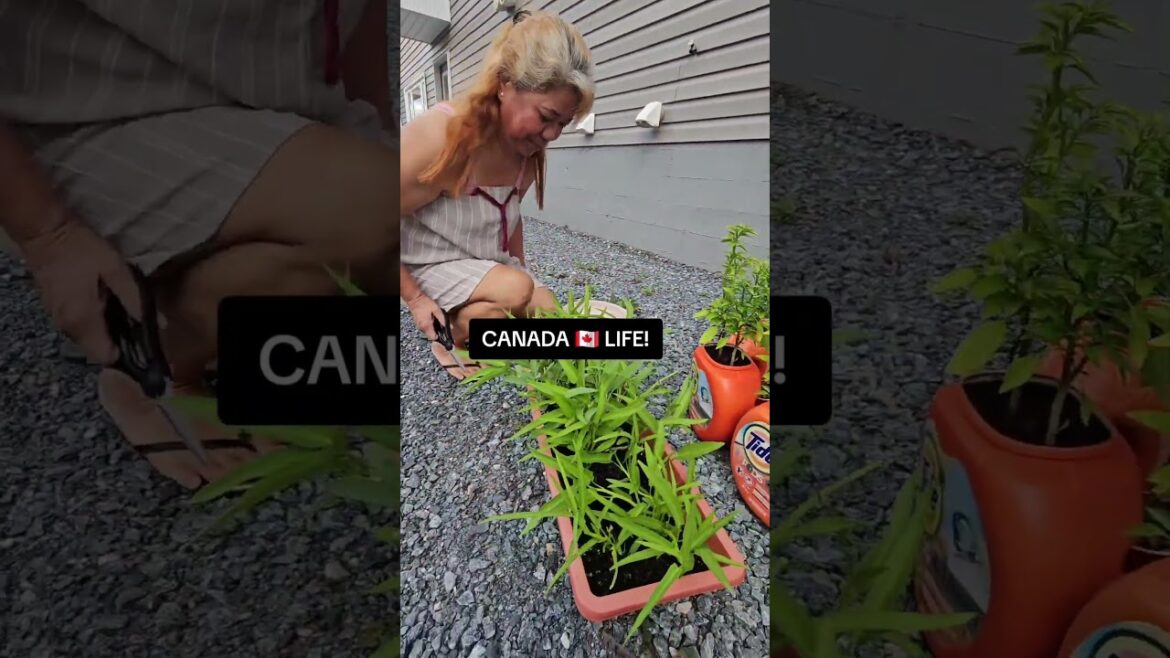 Container Gardening Canada 🇨🇦 | Planting Kangkong | Tropical Plant | Buhay Canada
