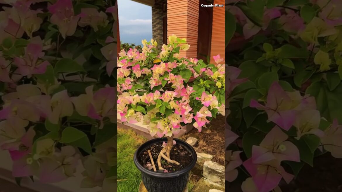 Bougainvillea | Multicolour Bougainvillea #bougainvillea #shorts #shortsvideo #gardening #garden Bougainvillea | Multicolour Bougainvillea #bougainvillea #shorts #shortsvideo #gardening #garden