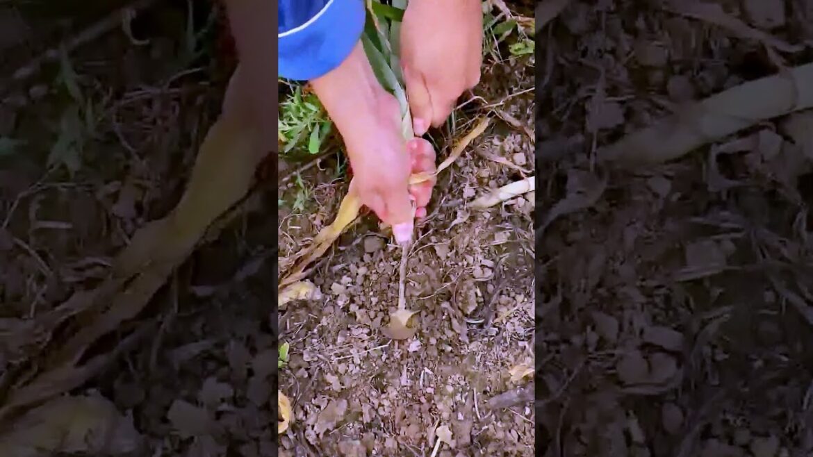 The process of pulling green onions = good tools can increase efficiency
