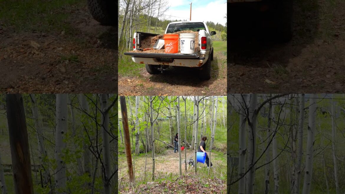 From Backyard Mulch to Gourmet Mushrooms