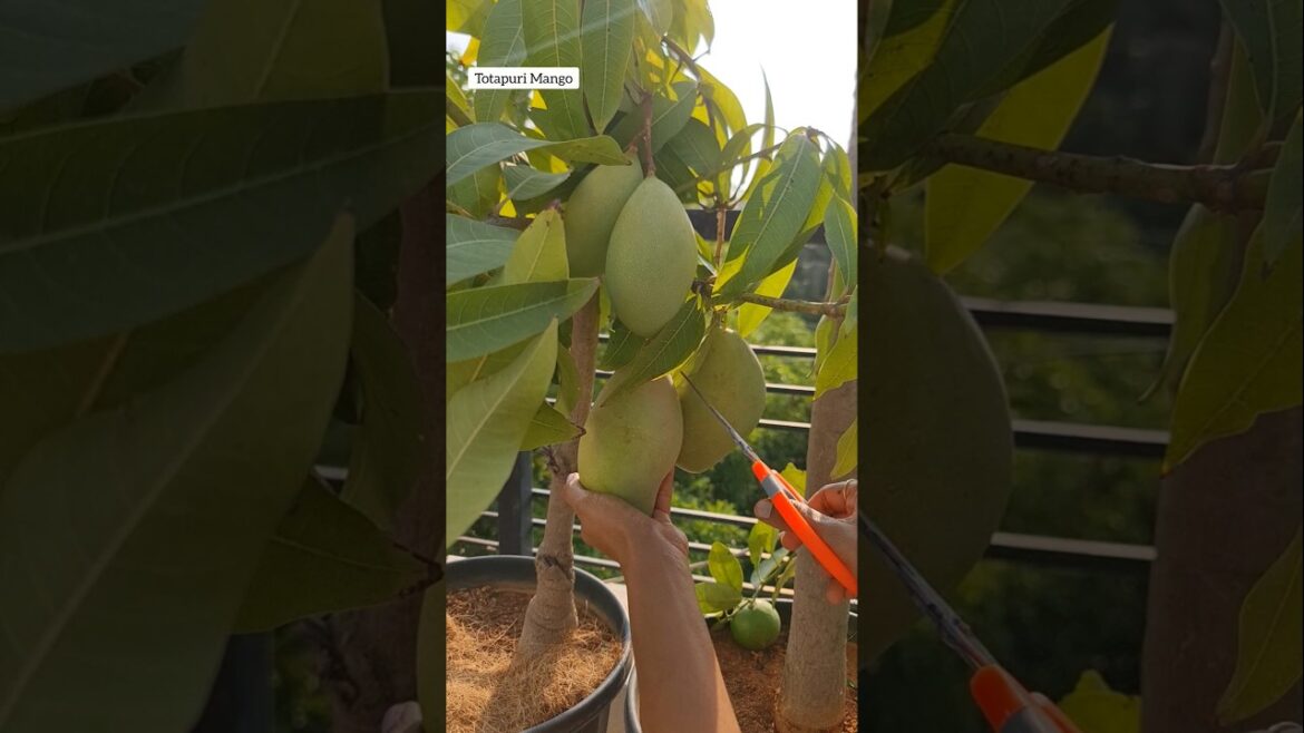 Fruit Harvest from my Terrace Garden😍 #terracegarden #fruit #shorts