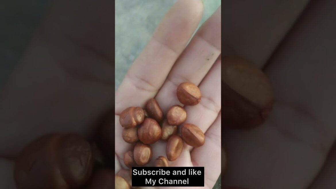 #Japanesepplum #loquat #japanese #plant #grow #plum by RT ( kitchen & Gardening )