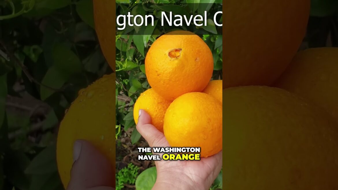 Kishu Mandarins vs Washington Navel Oranges 🍊 | Best Citrus to Grow?