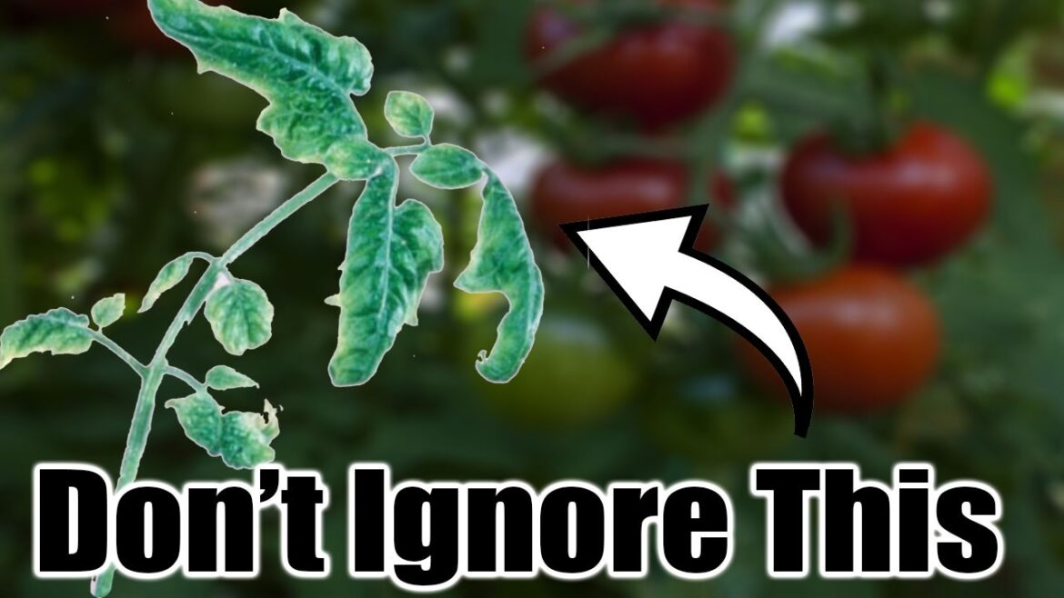 California Garden TV: Curled Tomato Leaves? Don’t Panic—Do This! Curled Tomato Leaves? Don’t Panic—Do This!