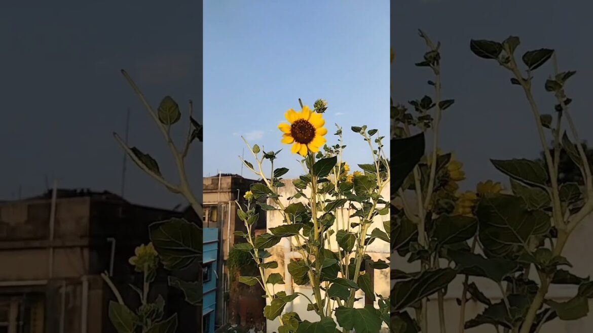 SunFlower||#explore #gardening #flowers #nature #viralshort