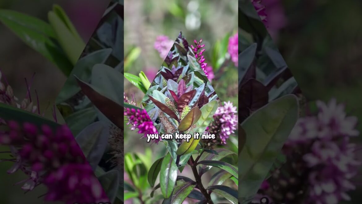 Hebe Santa Monica is the Easy Way to Elevate Your Garden Design.