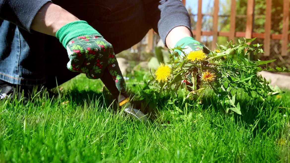 The £4.50 B&Q gadget gardeners are loving for removing stubborn dandelions in lawns & it works on all stubborn weeds The £4.50 B&Q gadget gardeners are loving for removing stubborn dandelions in lawns & it works on all stubborn weeds