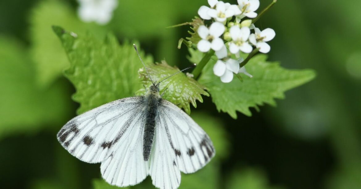 UK households urged to do one task so butterflies will keep returning Ipso logo