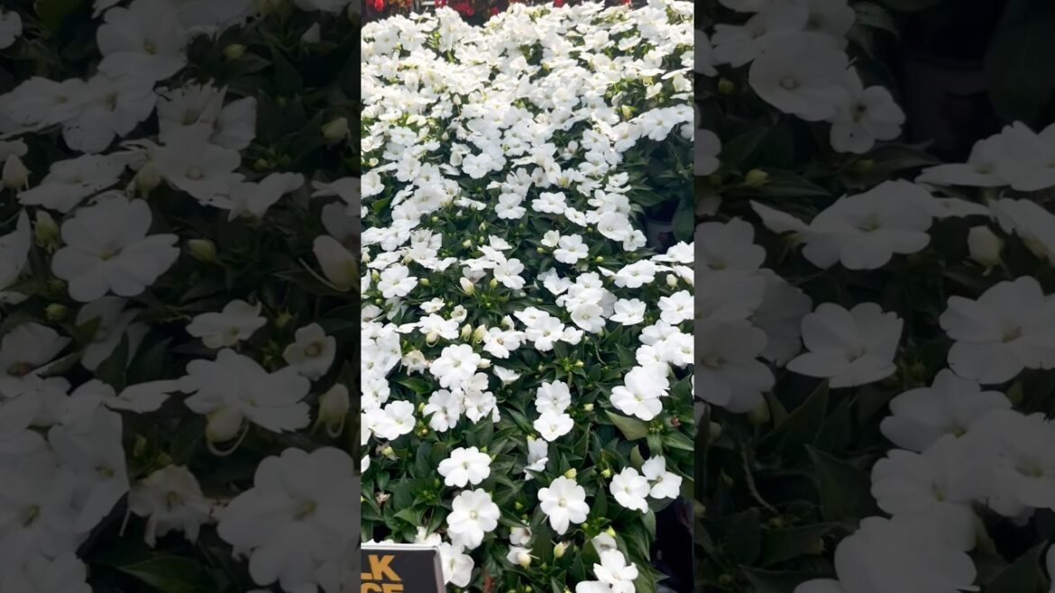 Garden #plants #shorts #ytshorts #trending #youtubeshorts Garden #plants #shorts #ytshorts #trending #youtubeshorts